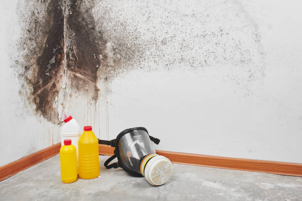 Best HVAC Mold Remediation in Ames Lake, WA