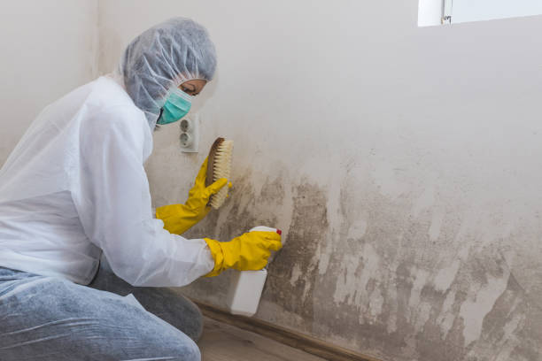 DIY Mold Remediation Support Services