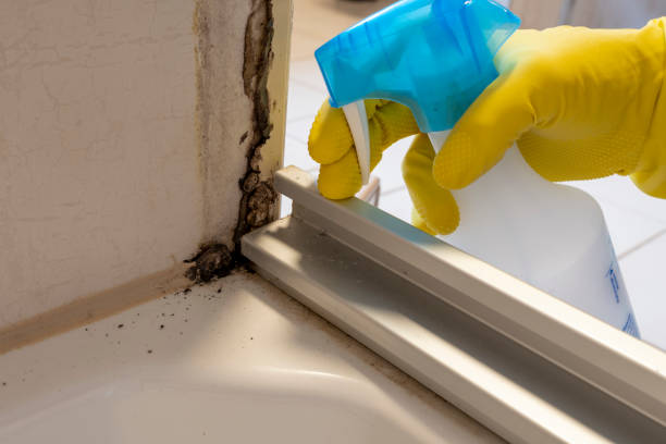 Best Residential Mold Remediation in Ames Lake, WA