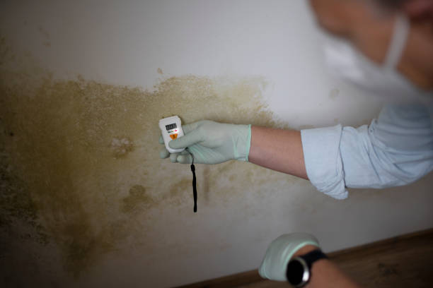 Best Basement Mold Remediation in Ames Lake, WA